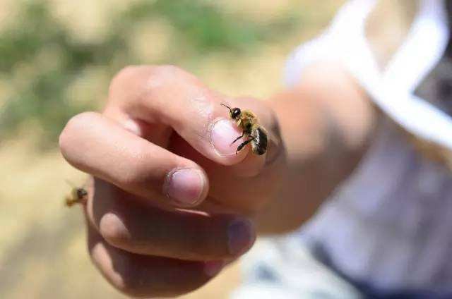 Bees in human hands