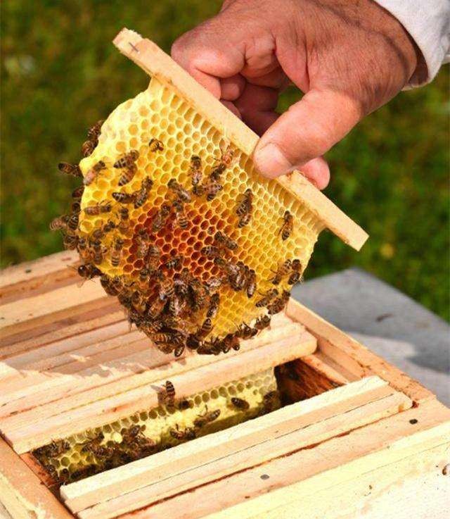 beekeeping