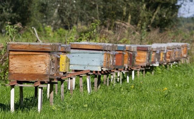 beehive on grass