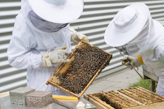 beehive and beekeeping