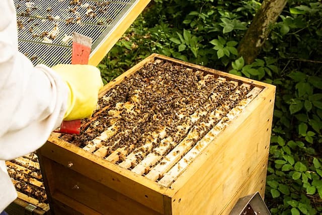 How To Choose A Beehive For Novice Beekeepers - Honestbee