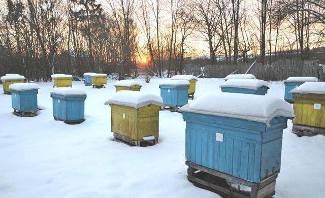 beehive in winter