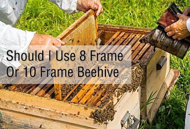 Should I Use 8 Frame Or 10 Frame Beehive - Honestbee