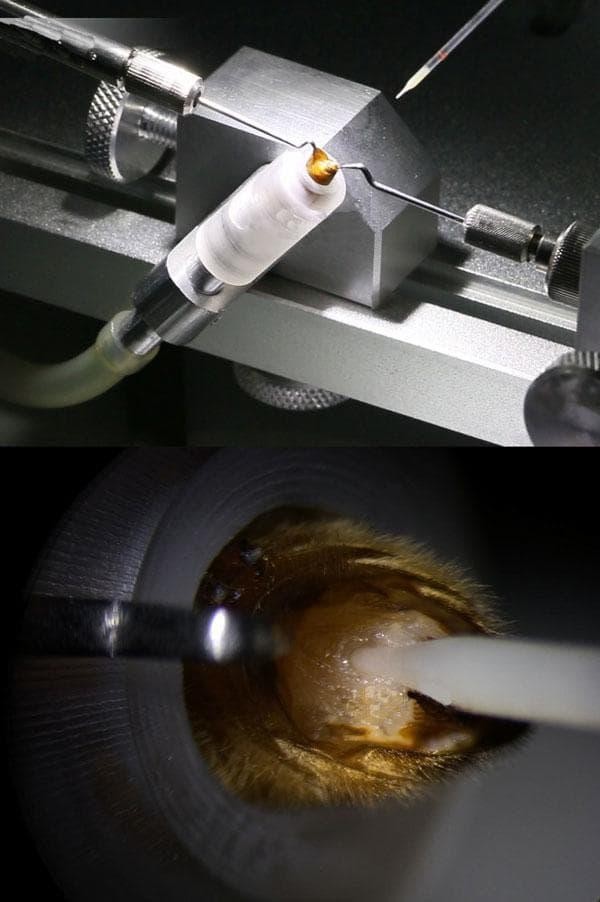 Honeybee Artificial Insemination Instrument